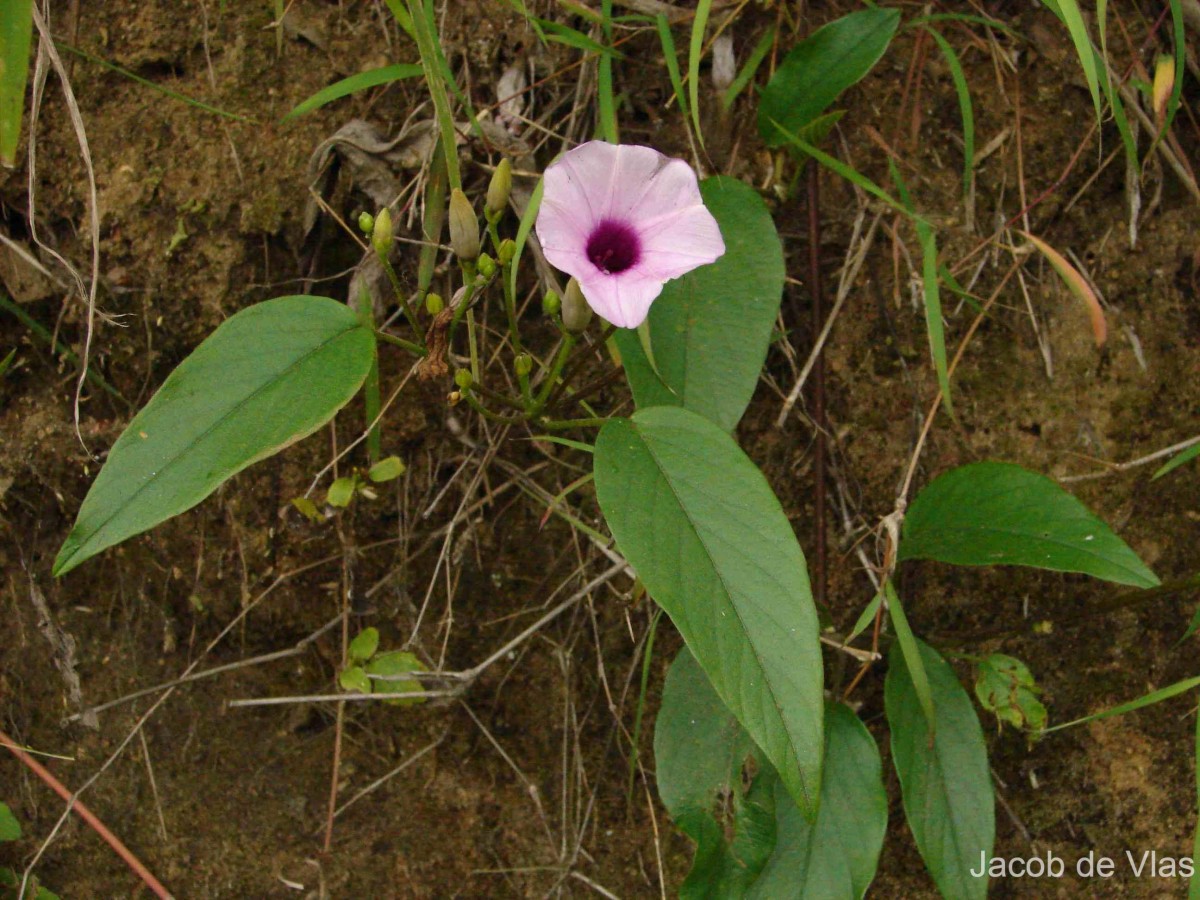 Argyreia elliptica (Roth) Choisy